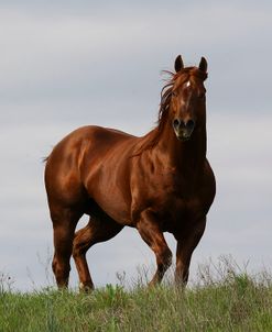 A21C8839 Quarter Horse – Lightning – Cross O Ranch, OK