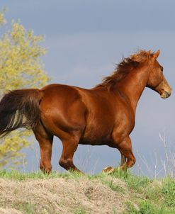 A21C8872 Quarter Horse – Kats Flashy Kite – Watson Farms, OK