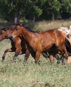 A21C9148 Quarter Horses, 5 Star Quarter Horses, TX