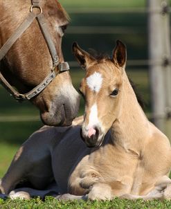 AV4C0876 Quarter Horse Foal Resting, Bo – Bett Farm, FL