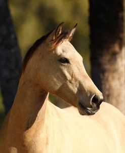 AV4C0900 Buckskin Quarter Horse Mare – Jasmine – Owned By Barbara Rowley, Rockridge, FL