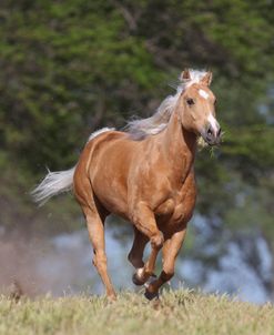 AV4C5721 Palomino Quarter Horse, Great Oaks Ranch, CA