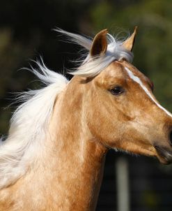 AV4C7021 Arab X Quarter Horse – GQ Lady Godiva – Owned By Michelle Chadwick, Hacienda Del Zoro, FL