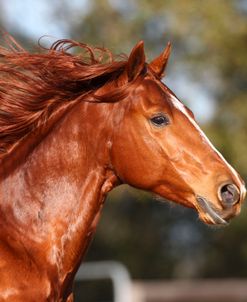 AV4C7551 Quarter Horse – Peppys Rowdy Rider – Owned By Joyce Clayton, Ponys Rest Farm, FL