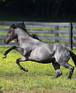 AV4C0645 Quarter Horse Stallion – TR Bet On Me – Yellow Creek Ranch, TN