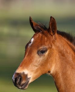 AV4C0718 Quarter Horse Foal, Bo – Bett Farm, FL