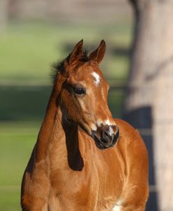 AV4C0743 Quarter Horse Foal, Bo – Bett Farm, FL