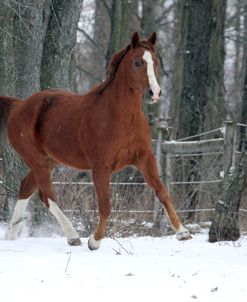 CQ2R3725 Quarter Horse – Radius – In The Snow, Looking Glass Farm, MI