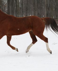 CQ2R3789 Quarter Horse – Radius – In The Snow, Looking Glass Farm, MI