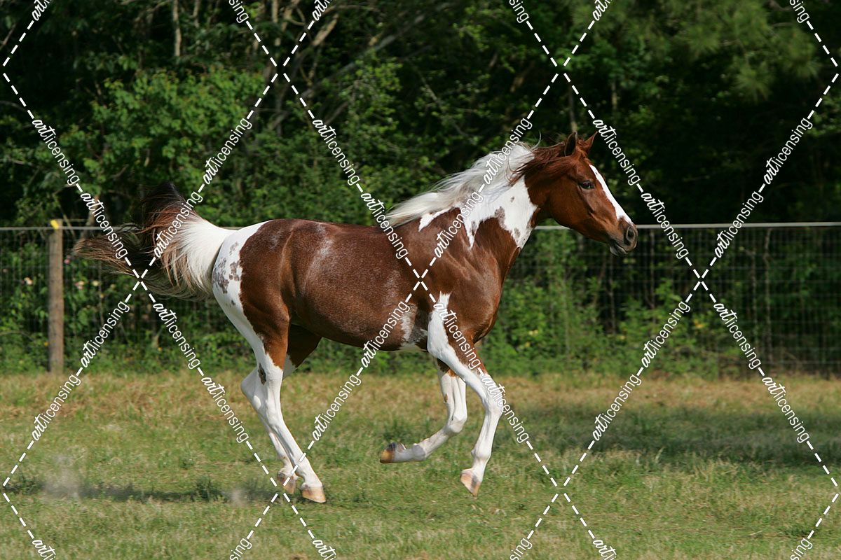 JQ4P0005 Arab Quarter Pony – Dolly – Owned By Jan Holland, TX