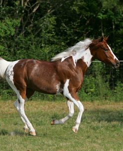 JQ4P0005 Arab Quarter Pony – Dolly – Owned By Jan Holland, TX