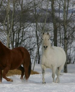 JQ4P0062 Quarter Horses – Blu & Baldy – Owned By Ed Charest, AB