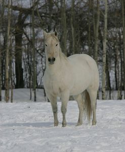 JQ4P0135 Quarter Horse – Blu – Owned By Ed Charest, AB