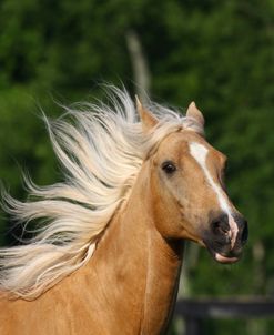 AV4C9247 Palomino Quarter Horse – Aslan – Summit Hill, KY