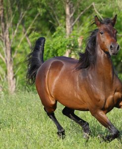 AV4C9675 Quarter Horse – Charlie – Owned By Brittany Peden, TX