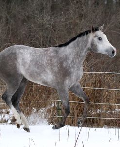 CQ2R3073 Quarter Horse Mare – Karma – In The Snow, Looking Glass Farm, MI