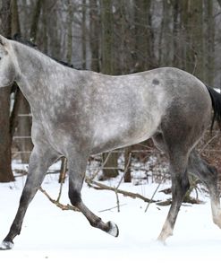 CQ2R3130 Quarter Horse Mare – Karma – In The Snow, Looking Glass Farm, MI