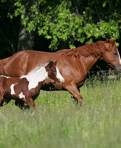 JQ4P4914 Quarter Horse Mare – Lita & Tobiano Paint Foal – Fergie – Looking Glass Farm, MI