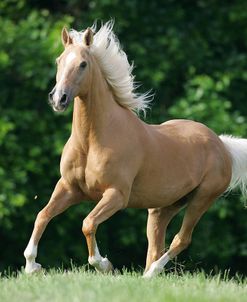 JQ4P6588 Palomino Quarter Horse – Aslan – Summit Hill, KY