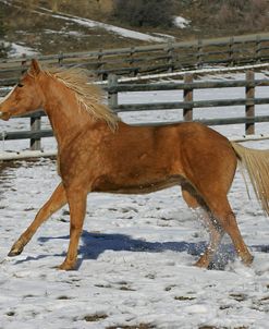 MD3P5918 Quarter Horse, Bellinger Arabian Horse Farm