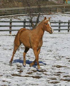 MD3P5958 Quarter Horse, Bellinger Arabian Horse Farm