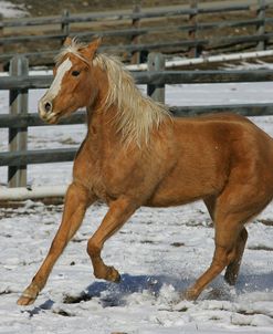 MD3P5966 Quarter Horse, Bellinger Arabian Horse Farm