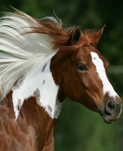 MD3P7490 Arab Quarter Pony – Dolly – Owned By Jan Holland, TX