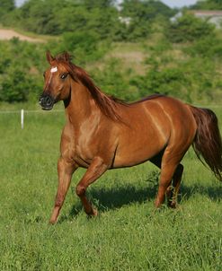 JQ4P0279 Quarter Horse, Chestnut Colour