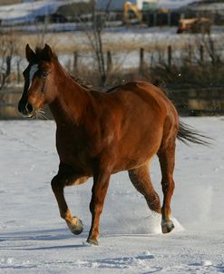 JQ4P3963 Quarter Horse – Zip – Owned By Judy Heuton, Colorado