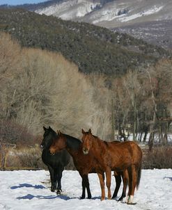 JQ4P4366 Quarter Horses, Colorado