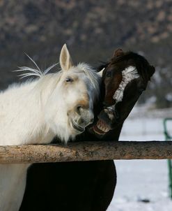 JQ4P4877 Quarter Horses, Elk Ridge Ranch, Colorado