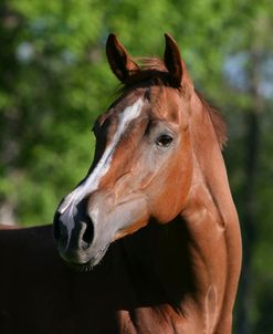 XR9C1049 Quarter Horse – Scarlett – Pine Meadows Quarter Horses, FL