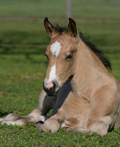 XR9C1204 Quarter Horse Foal Resting, Bo – Bett Farm, FL