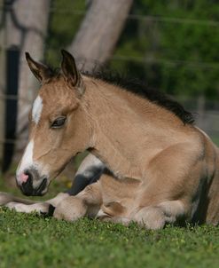 XR9C1207 Quarter Horse Foal Resting, Bo – Bett Farm, FL