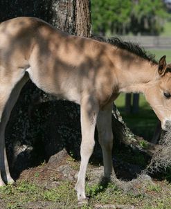 XR9C1217 Quarter Horse Foal Eating, Bo – Bett Farm, FL