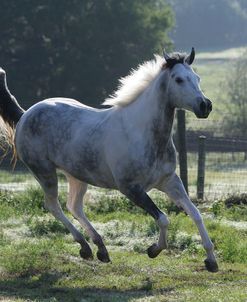 XR9C2444 Quarter Horse – Ali – Owned By Lisa Hebert, Painted Feather Farm, FL