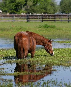XR9C5378 Quarter Horse In Water, FL