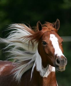 MD3P7509 Arab Quarter Pony – Dolly – Owned By Jan Holland, TX