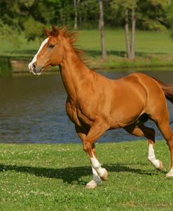 WI8L4562 Quarter Horse – Tank – Owned By Gary Laxton, Owls Nest, TX