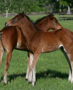 XR9C0725 Behaviour, Quarter Horse Foals, Bo – Bett Farm, FL