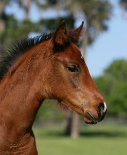 XR9C0739 Quarter Horse Foal, Bo – Bett Farm, FL