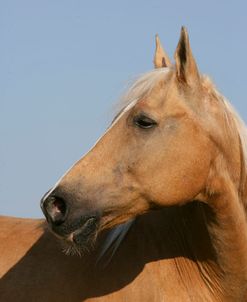 XR9C6719 Palomino Quarter Horse – Aslan – Summit Hill, KY