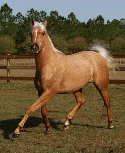 XR9C8704 Arab X Quarter Horse – GQ Lady Godiva – Owned By Michelle Chadwick, Hacienda Del Zoro, FL