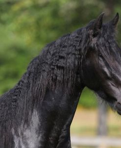 A21C1304 Warlander, Friesian X, Horse Feathers Farm, TX