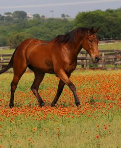 A21C1662 Thoroughbred, LaEscola, TX