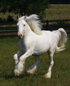 A21C2800 Gypsy Vanner – Papale – Villa Vanners, TN