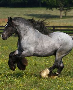 A21C2981 Gypsy Vanner Stallion – Pompeii – Villa Vanners, TN