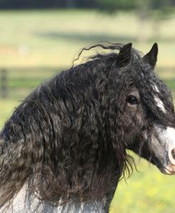 A21C2988 Gypsy Vanner Stallion – Pompeii – Villa Vanners, TN