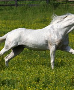 A21C2299 Lusitano Stallion – Istoso – Equus Academy, KY