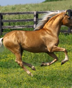 A21C2319 Palomino Lusitano Stallion – Fabio – Equus Academy, KY
